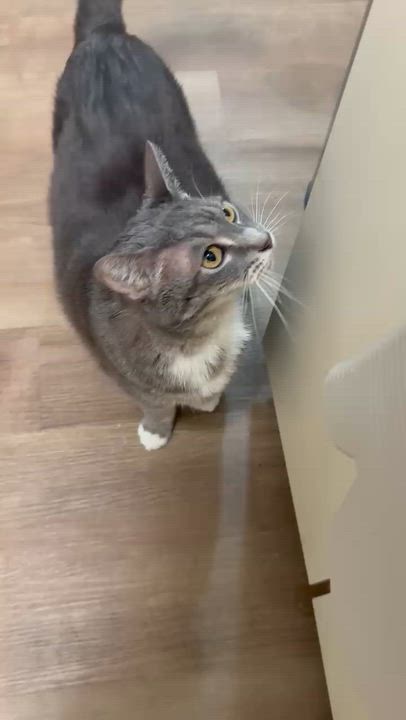 Enlarge Jelly Roll, a Adoptable mixed breed in Vienna , VA video 3/6