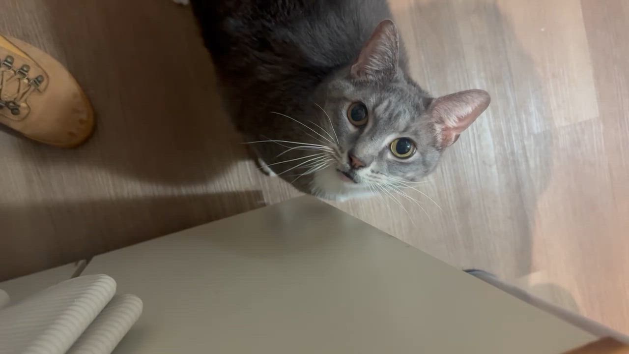 Enlarge Jelly Roll, a Adoptable mixed breed in Vienna , VA video 6/6