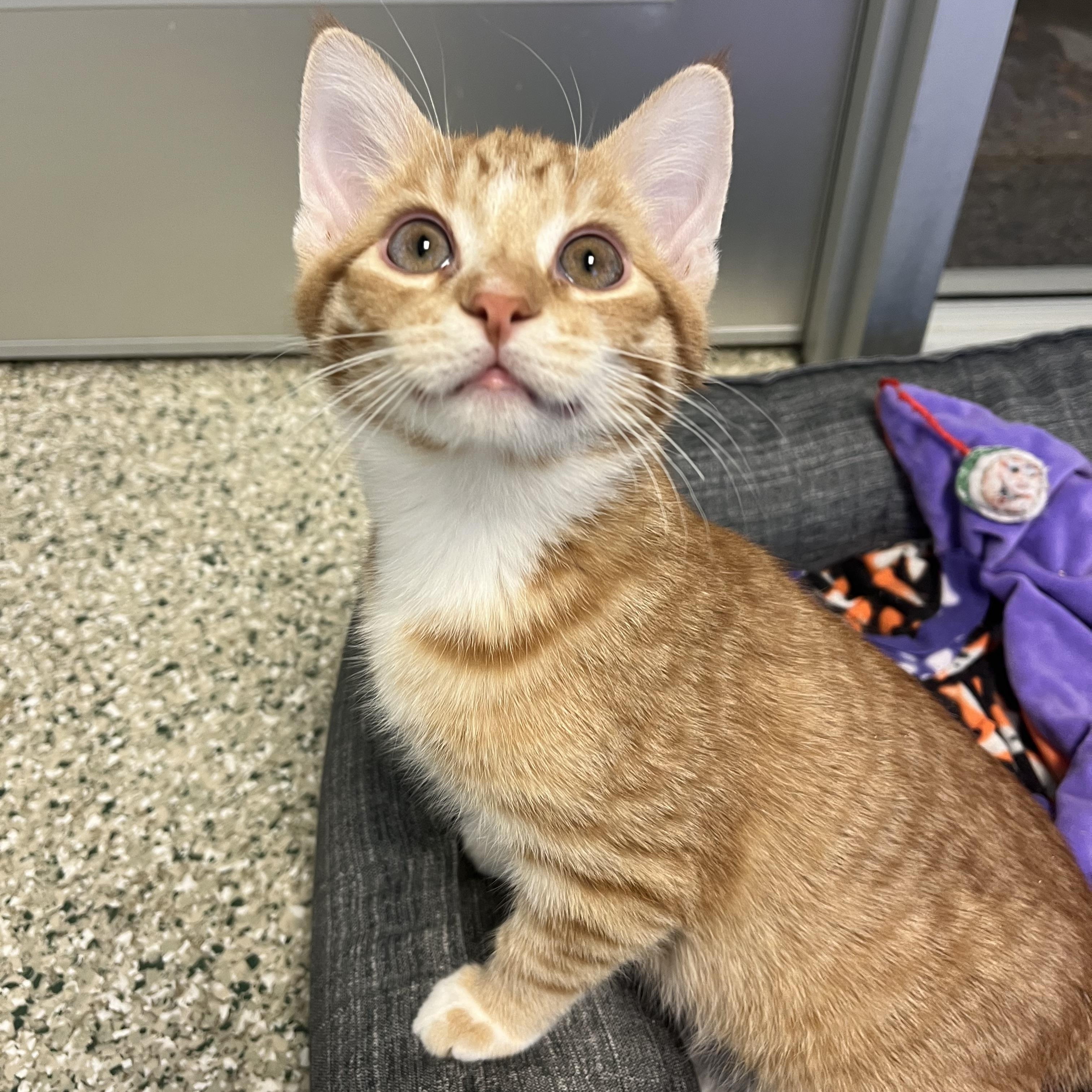 Muffin Man, Adoptable, Kitten Male Domestic Short Hair.