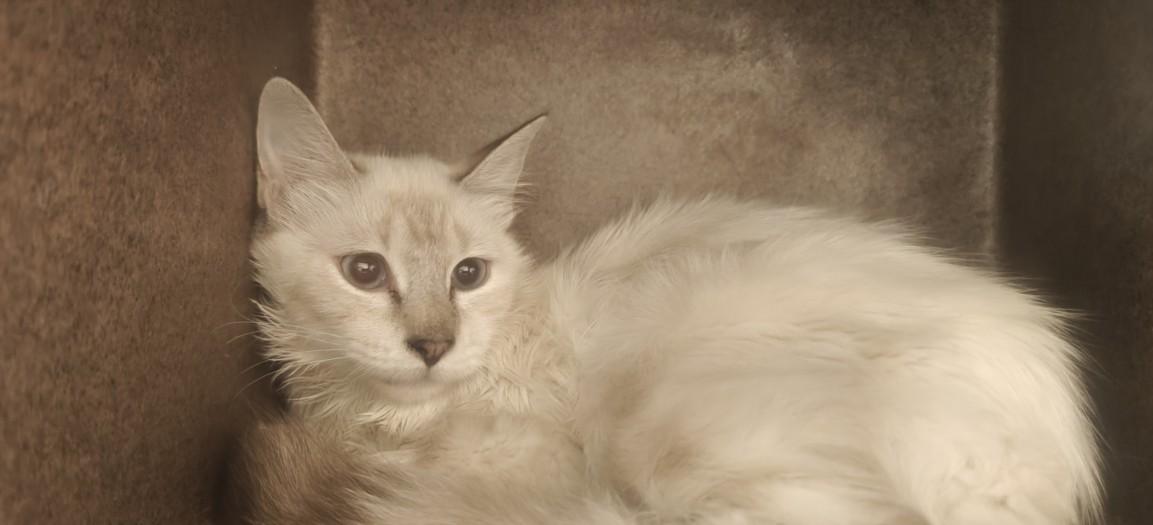 Enlarge STEVIE, a Adoptable Domestic Short Hair in Santa Fe, NM image 1/1