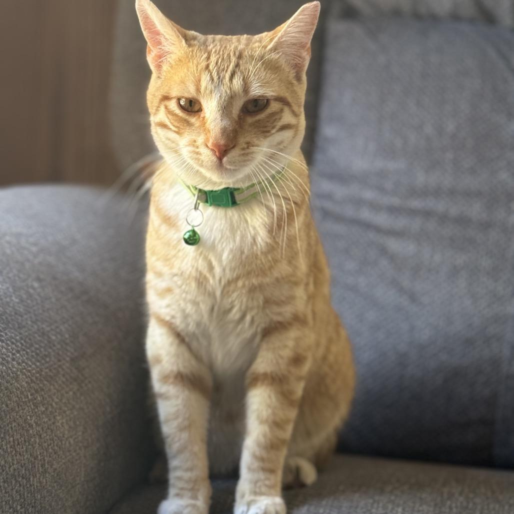 Cash, Adoptable, Adult Male Domestic Short Hair.