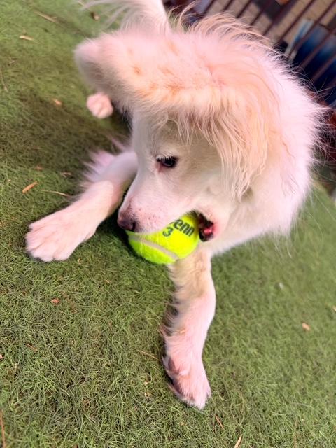 Enlarge Mona, a ADOPTABLE mixed breed in Glendale, AZ image 4/5