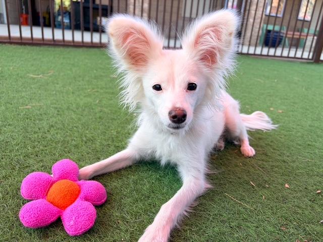 Enlarge Mona, a ADOPTABLE mixed breed in Glendale, AZ image 1/5