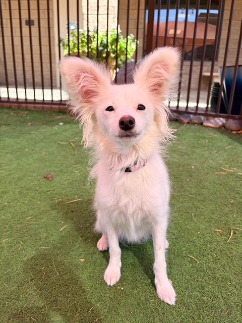 Enlarge Mona, a ADOPTABLE mixed breed in Glendale, AZ image 5/5