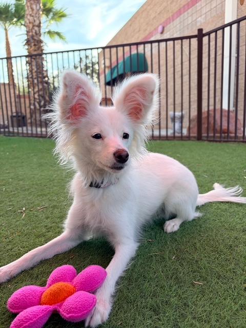 Enlarge Mona, a ADOPTABLE mixed breed in Glendale, AZ image 3/5