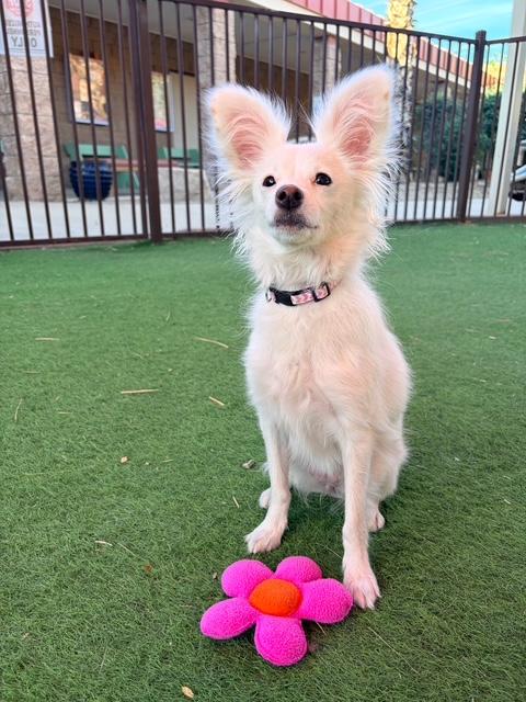 Enlarge Mona, a ADOPTABLE mixed breed in Glendale, AZ image 2/5