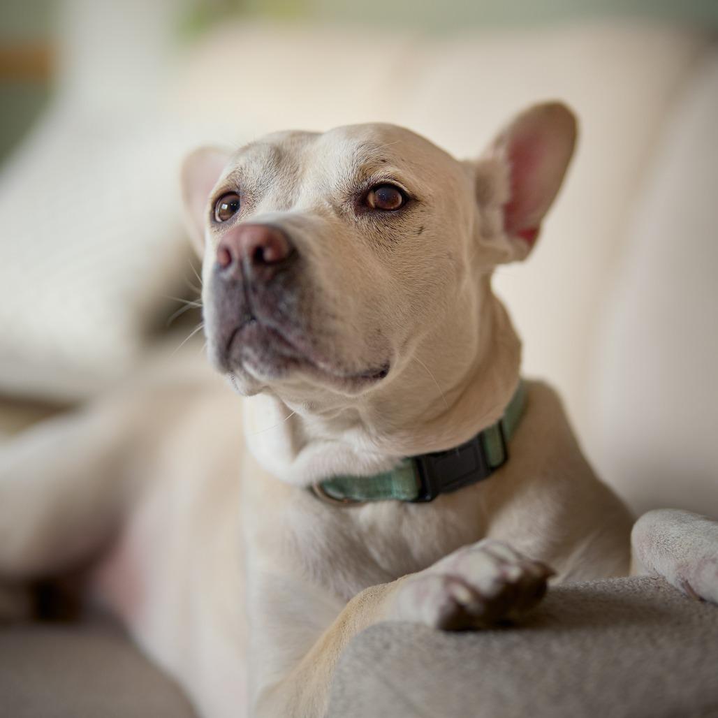 Lava D15508 (Sponsored), Adoptable, Adult Female Mixed Breed.