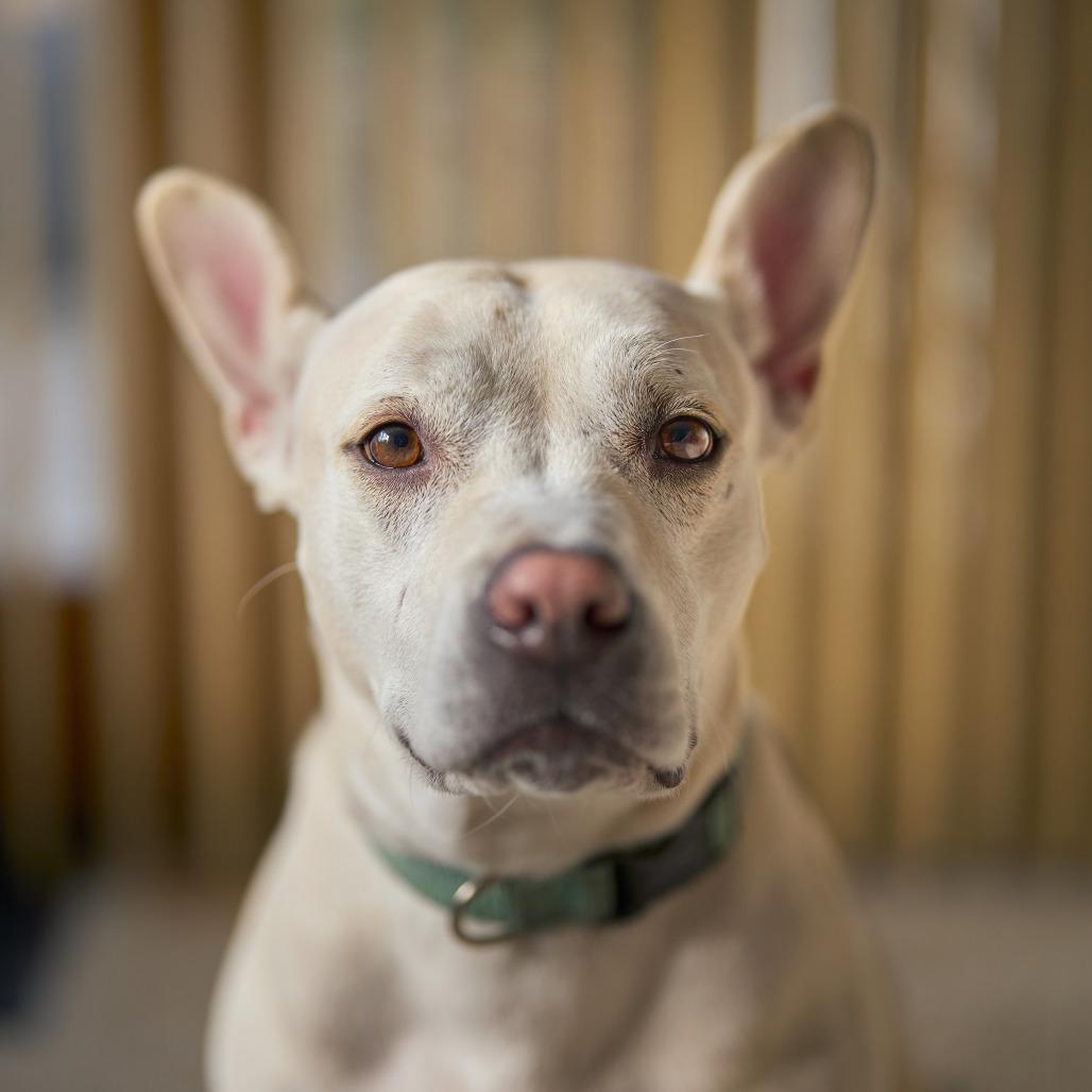 Enlarge Lava** D15508 (Sponsored), a Adoptable Pit Bull Terrier in Minnetonka, MN image 2/6