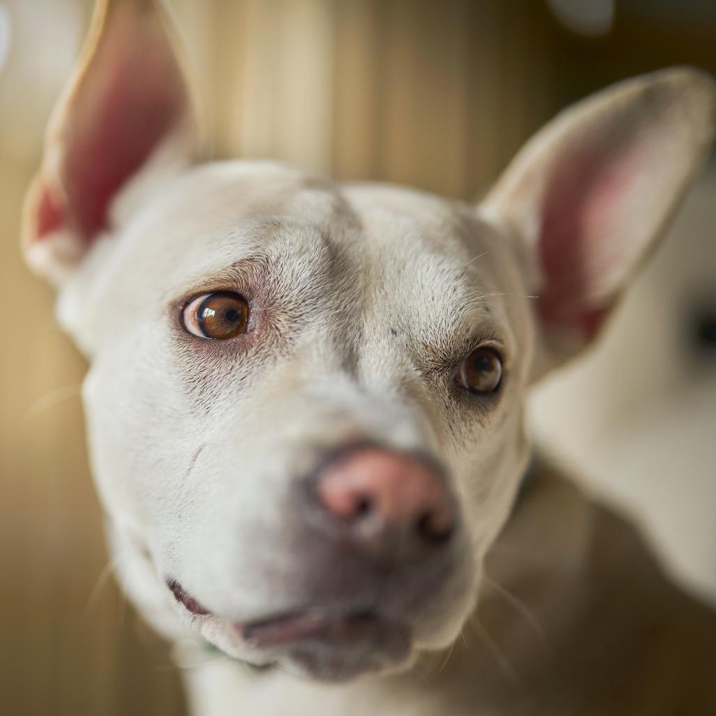 Lava D15508 (Sponsored), a Adoptable Mixed Breed in Minnetonka, MN image 2/6