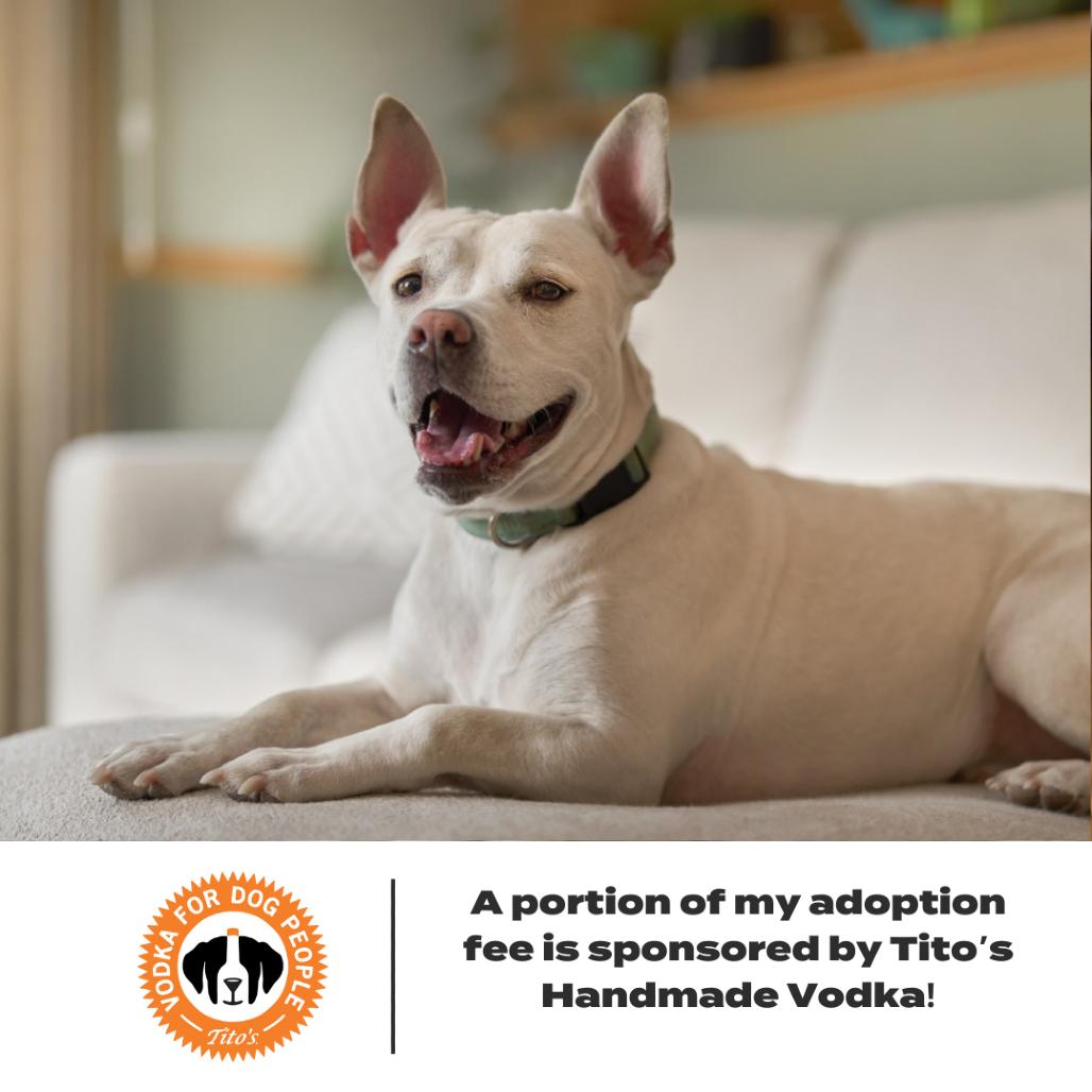 Enlarge Lava** D15508 (Sponsored), a Adoptable Pit Bull Terrier in Minnetonka, MN image 4/6