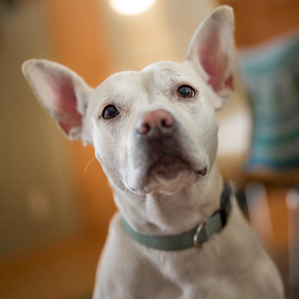 Lava D15508 (Sponsored), a Adoptable Mixed Breed in Minnetonka, MN image 5/6