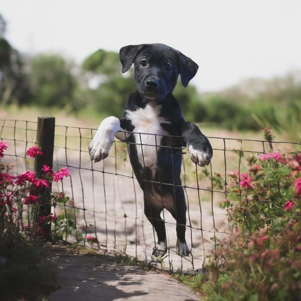 Elain, Adoptable, Puppy Female Labrador Retriever.