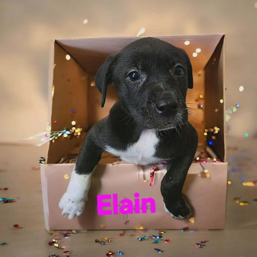 Enlarge Elain, a Adoptable mixed breed in Wolcott, CT image 1/3