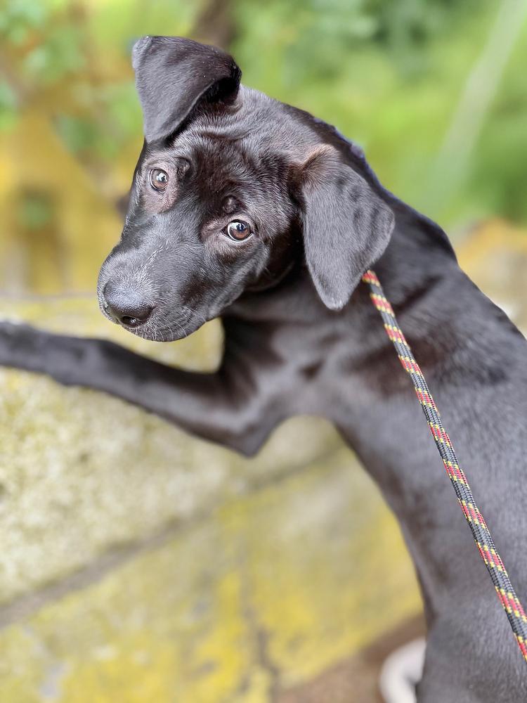 Elain, Adoptable, Puppy Female Labrador Retriever.