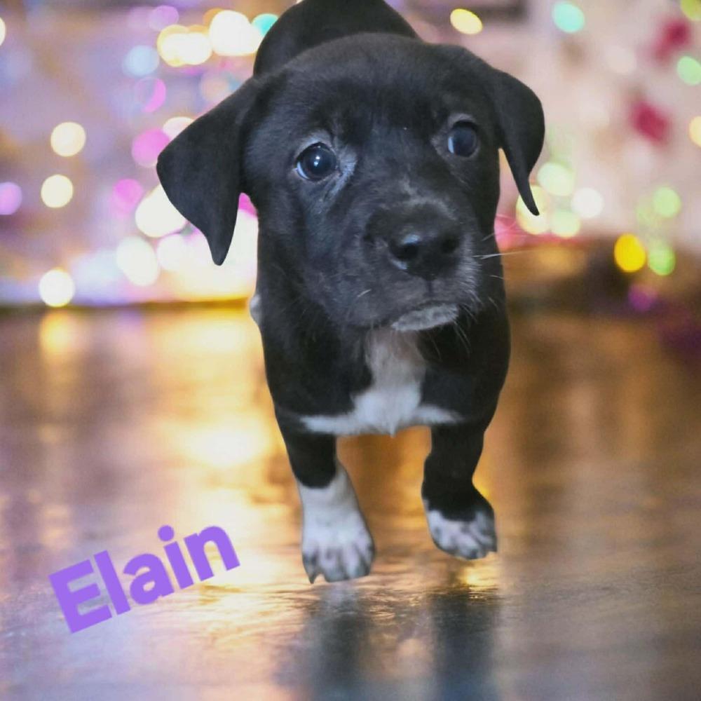 Enlarge Elain, a Adoptable mixed breed in Wolcott, CT image 2/3