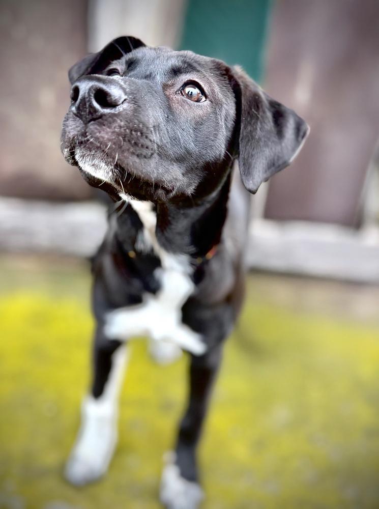 Enlarge Elain, a Adoptable mixed breed in Wolcott, CT image 2/6