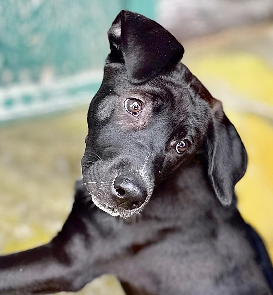 Enlarge Elain, a Adoptable mixed breed in Wolcott, CT image 3/6