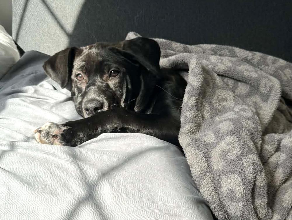 Enlarge Elain, a Adoptable mixed breed in Wolcott, CT image 4/6