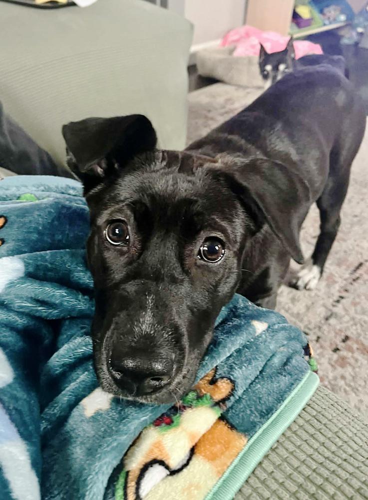 Enlarge Elain, a Adoptable mixed breed in Wolcott, CT image 5/6