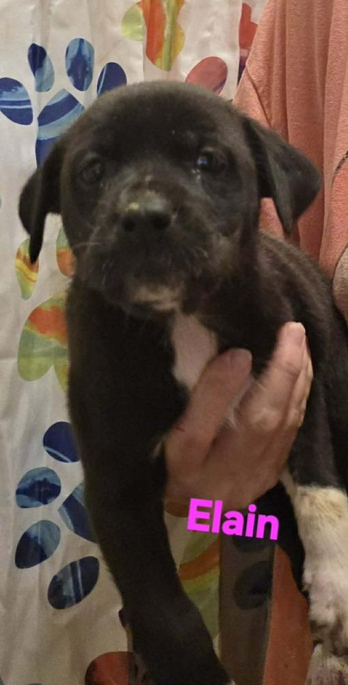Enlarge Elain, a Adoptable mixed breed in Wolcott, CT image 3/3