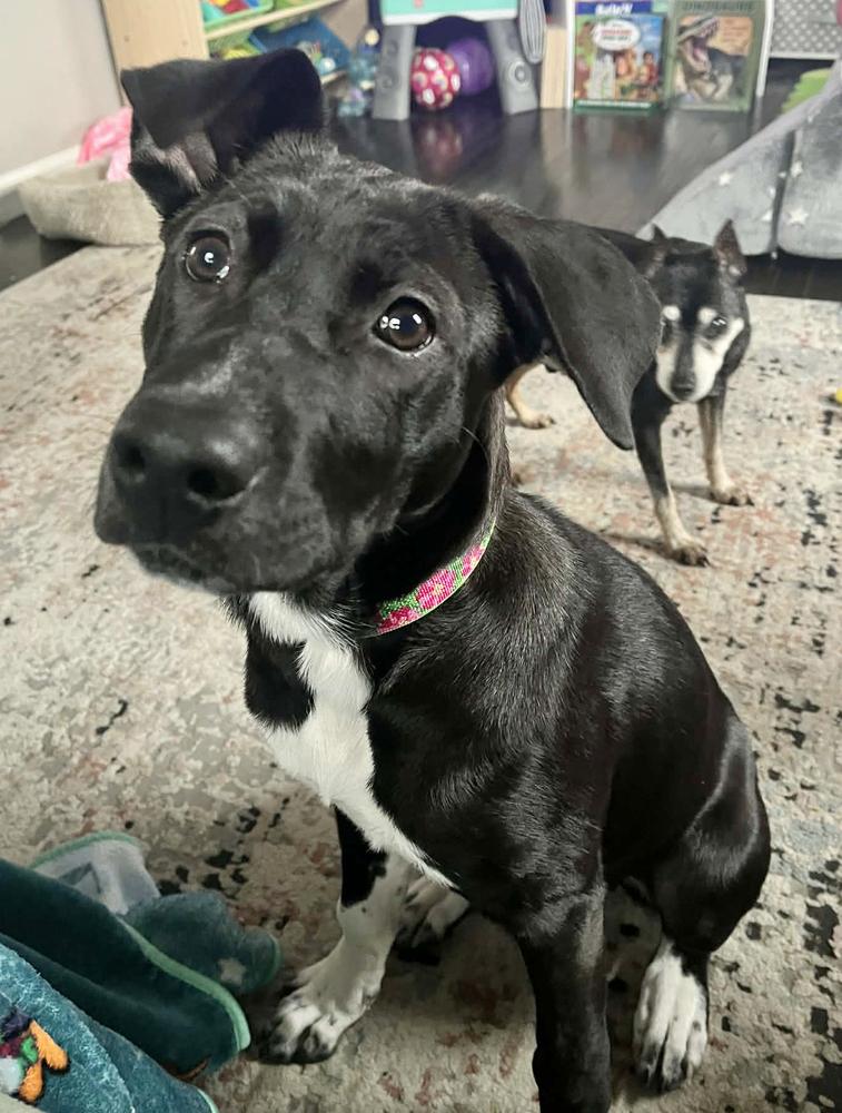 Enlarge Elain, a Adoptable mixed breed in Wolcott, CT image 6/6