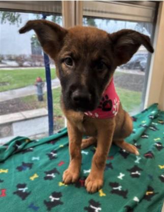 Alexis, adopted, Puppy Female Akita & German Shepherd Dog.