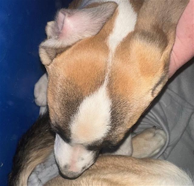 TILLY — thumbnail 2