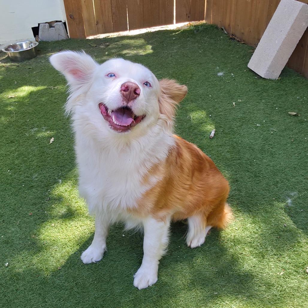 Enlarge Elena Ann DG, a Adopted Australian Shepherd in portland, OR image 4/6
