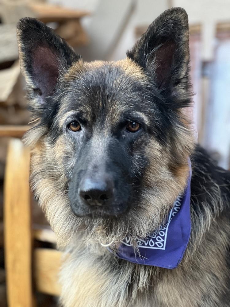 Pretzel, Adopted, Young Male German Shepherd Dog.