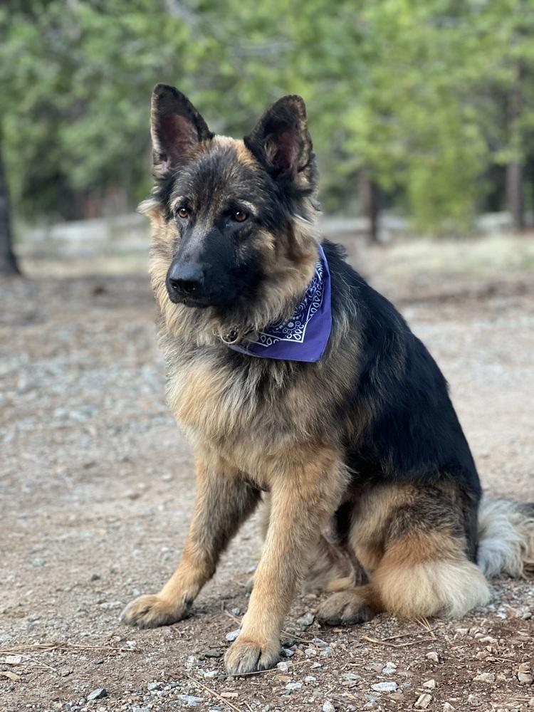 Pretzel, a Adopted German Shepherd Dog in Pleasant Hill, CA image 3/5