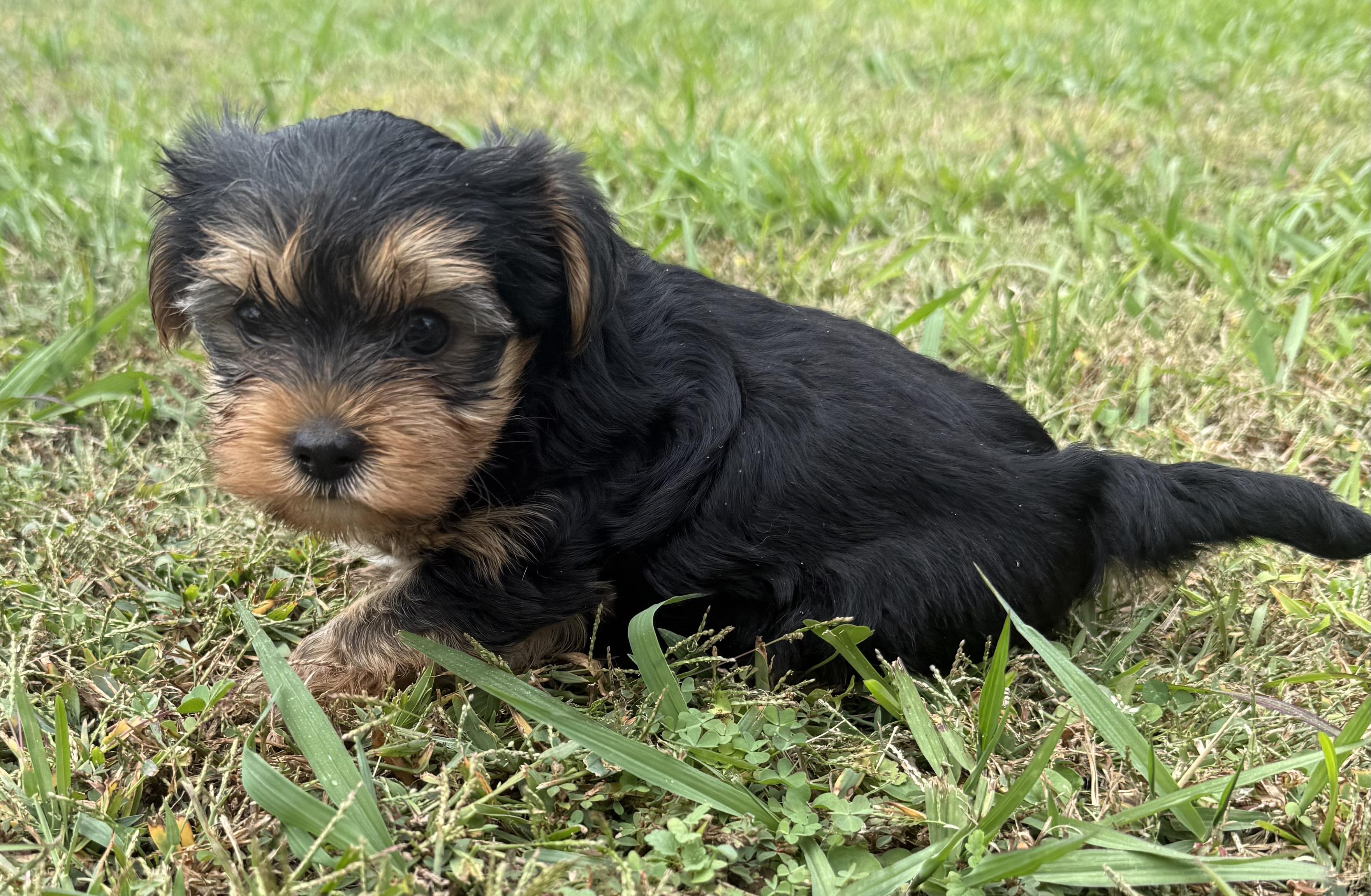 Sprout, adopted, Puppy Male Yorkshire Terrier.