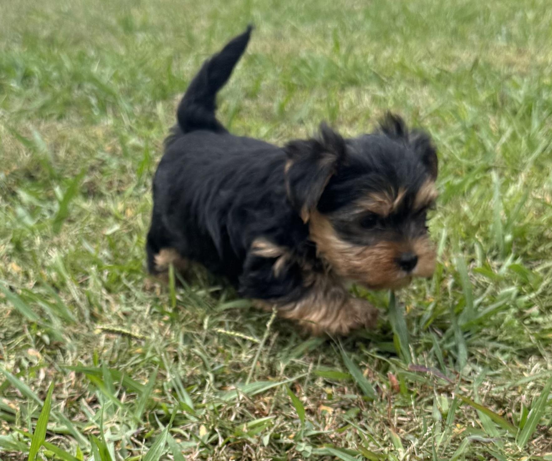 Sprout