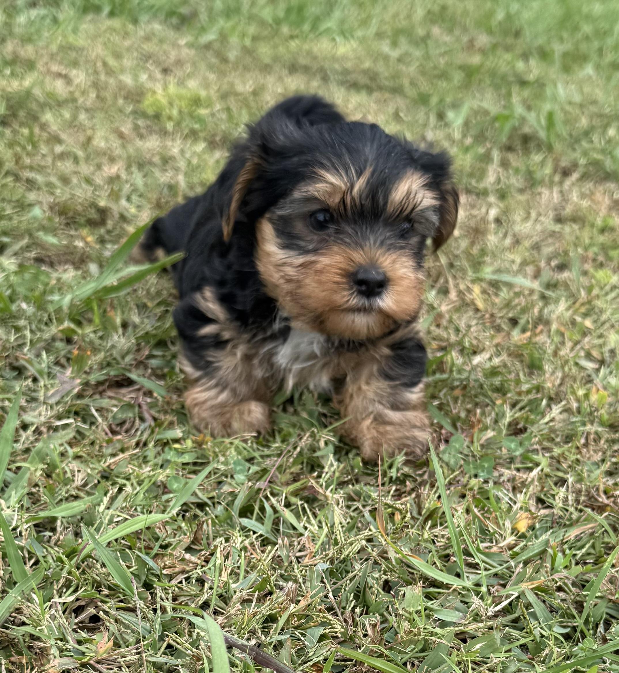 Sprout, an adopted mixed breed in Hartselle, AL image 3/3