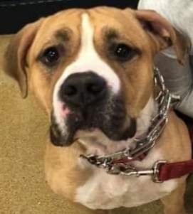 Bob, a Adoptable mixed breed in Roselle, IL image 1/5