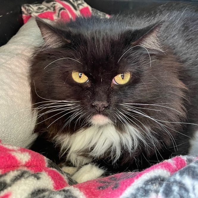 Nimshi, Adoptable, Adult Female Domestic Medium Hair.