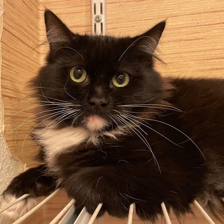 Nimshi, Adoptable, Adult Female Domestic Medium Hair.
