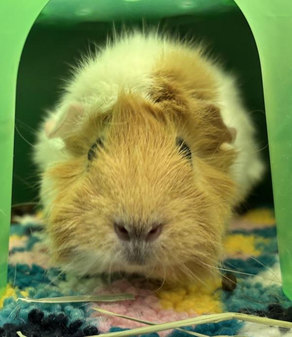 Enlarge Buttercup, a Adoptable mixed breed in Golden, CO image 2/2