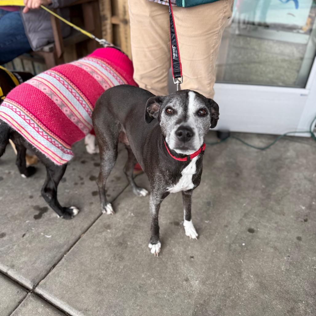 Sadie, Adoptable, Senior Female Australian Cattle Dog / Blue Heeler & Mixed Breed.