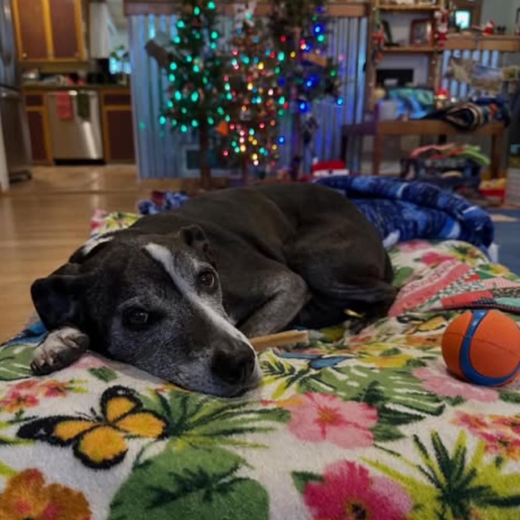 Sadie, a Adoptable mixed breed in Grand Junction, CO image 2/2