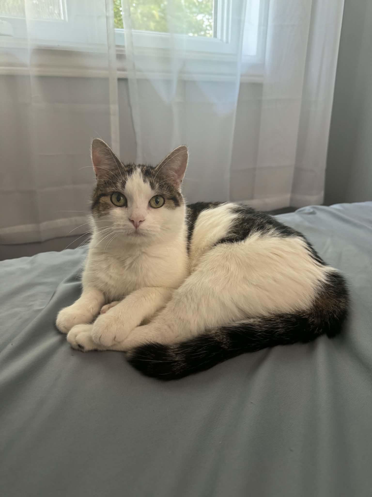Cher, a ADOPTABLE Tabby in Orleans, ON image 6/6