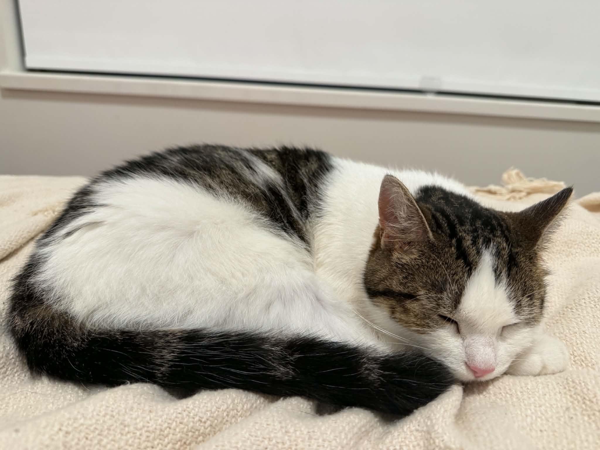 Cher, a ADOPTABLE Tabby in Orleans, ON image 2/6