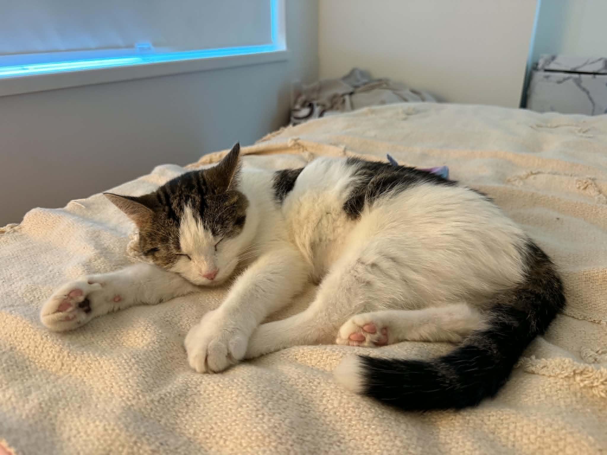 Cher, ADOPTABLE, Young Female Tabby.