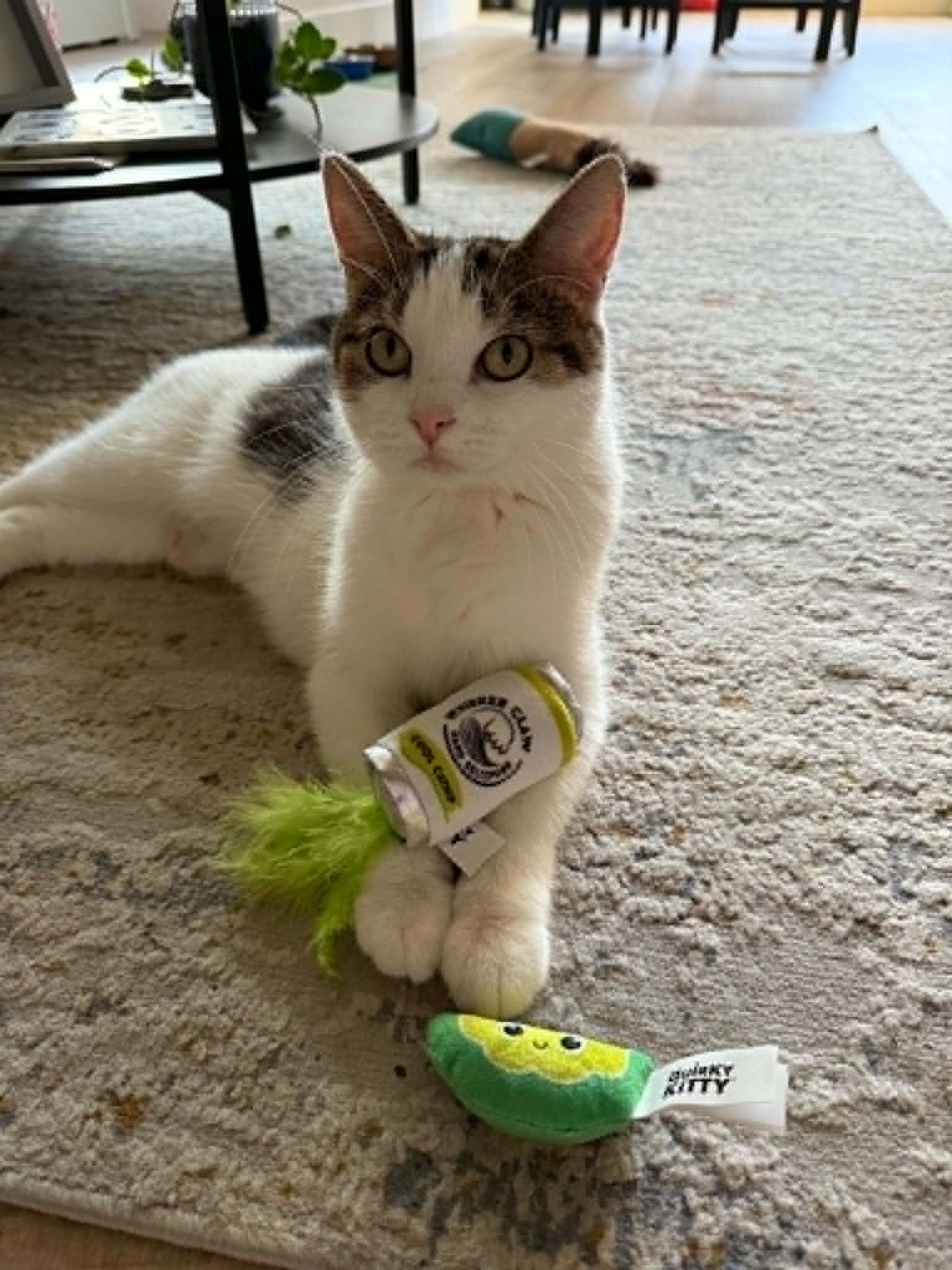 Cher, a ADOPTABLE Tabby in Orleans, ON image 5/6