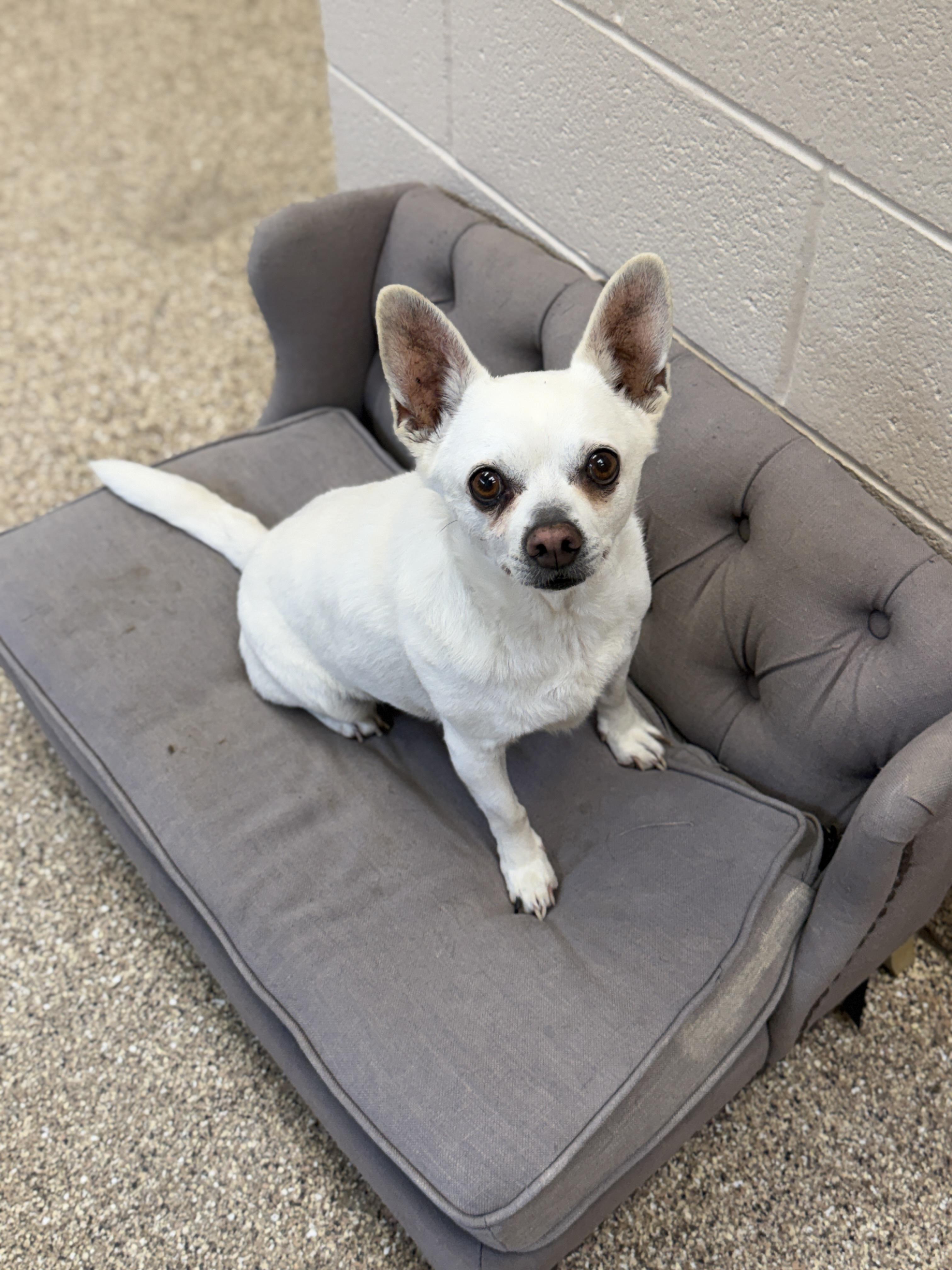 Enlarge Kimmy and Komo, an adopted Chihuahua in Sierra Vista, AZ image 4/6