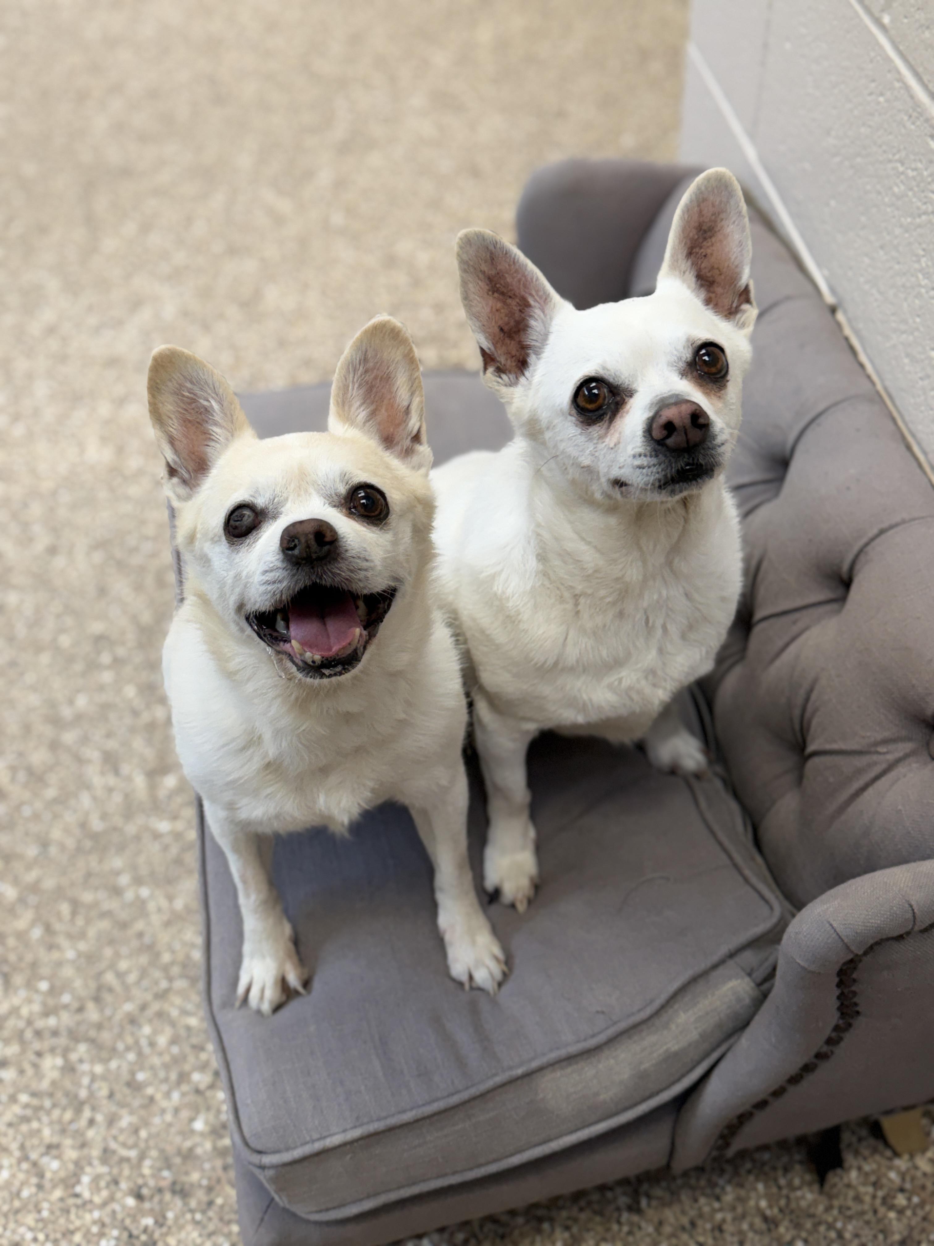 Enlarge Kimmy and Komo, an adopted Chihuahua in Sierra Vista, AZ image 1/6