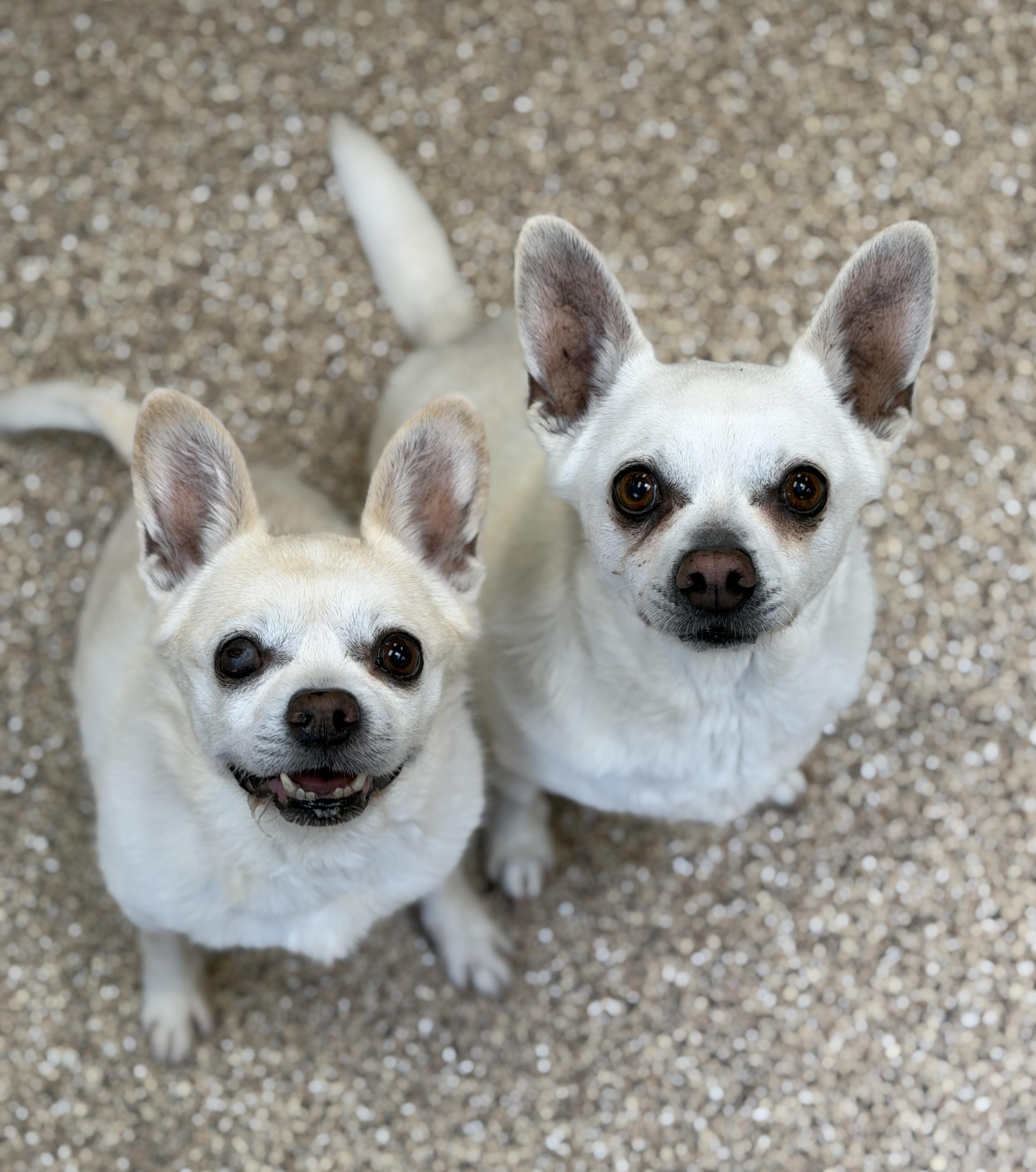 Enlarge Kimmy and Komo, an adopted Chihuahua in Sierra Vista, AZ image 6/6