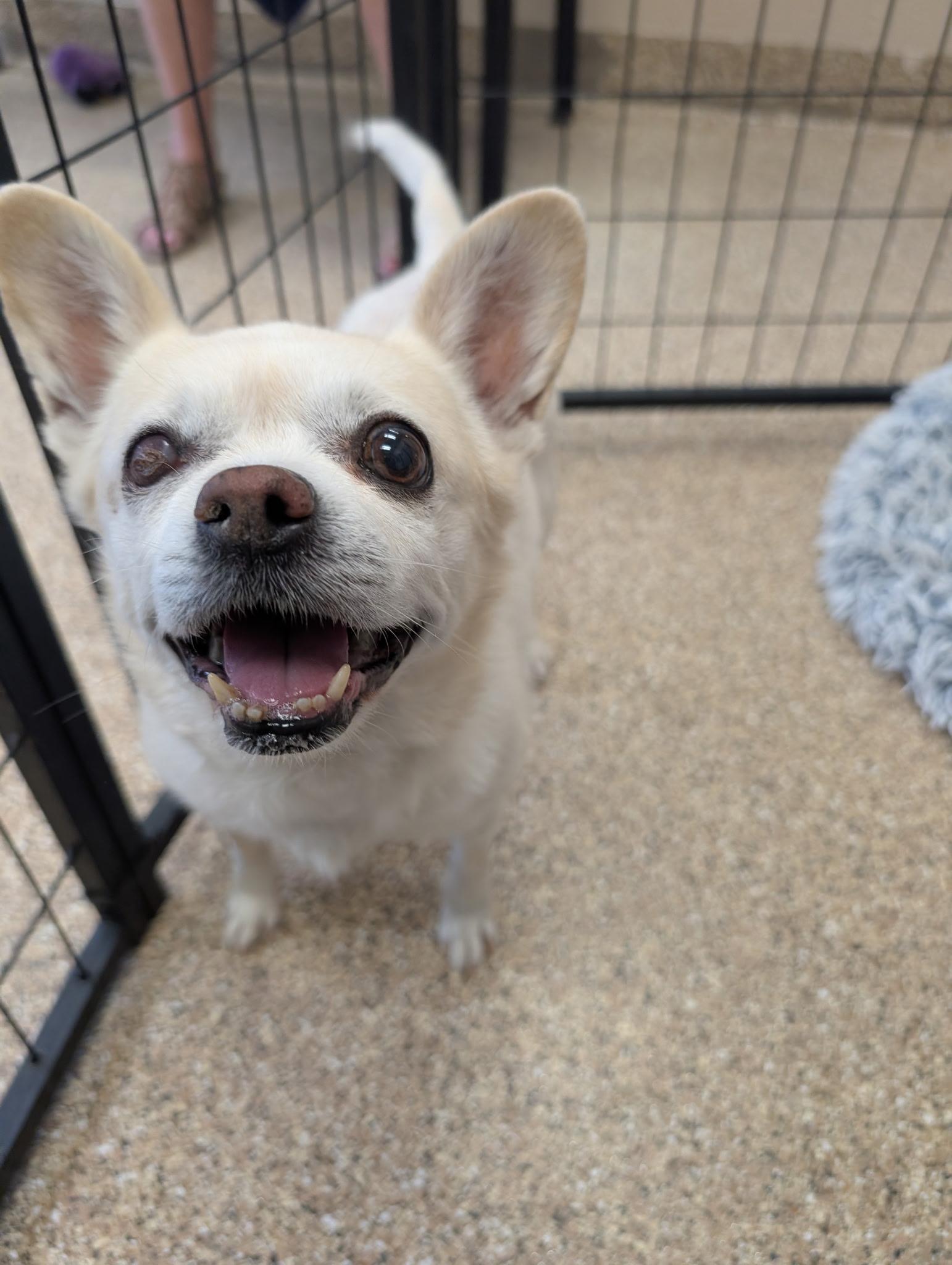 Enlarge Kimmy and Komo, an adopted Chihuahua in Sierra Vista, AZ image 3/6