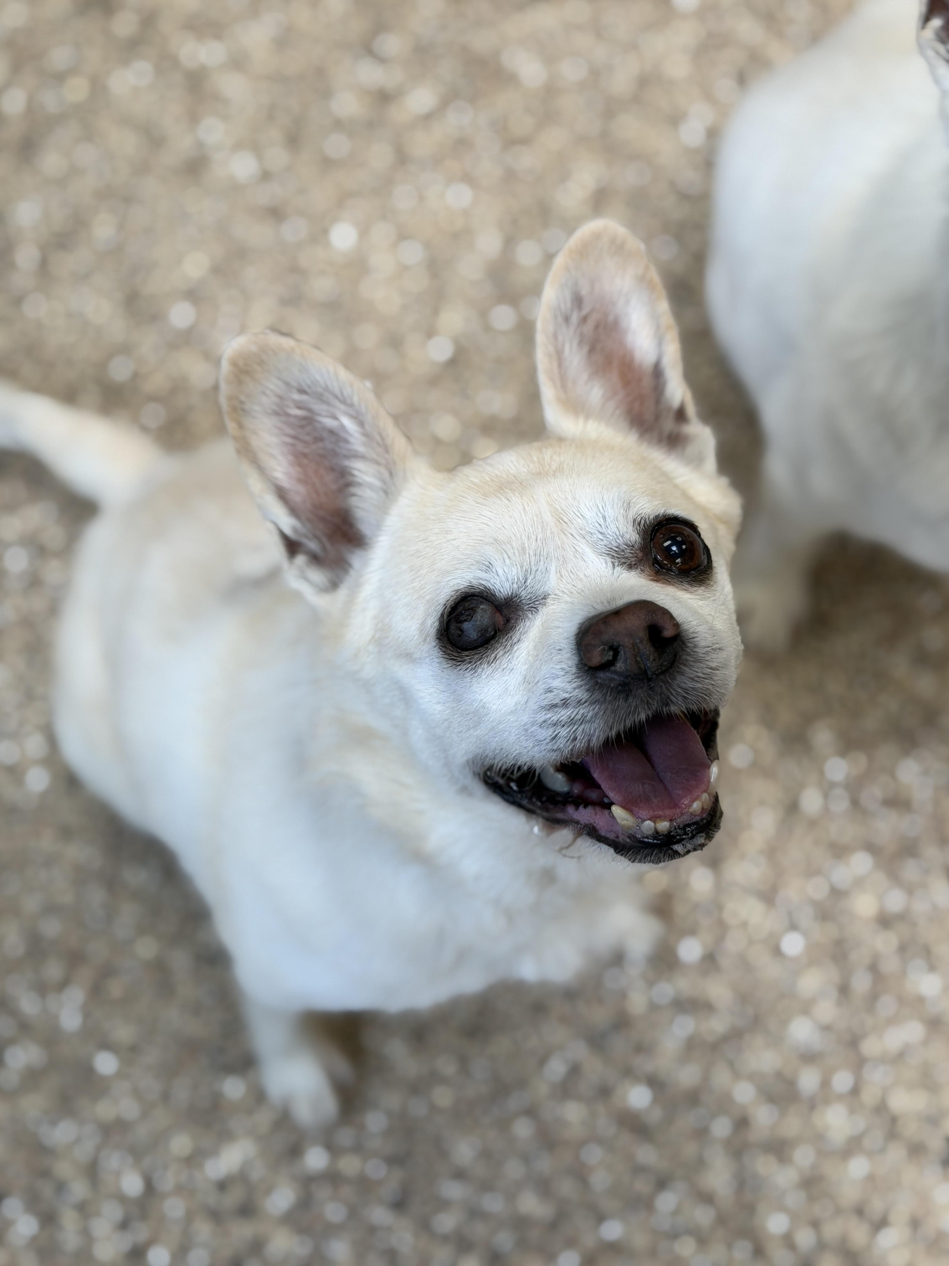 Enlarge Kimmy and Komo, an adopted Chihuahua in Sierra Vista, AZ image 5/6