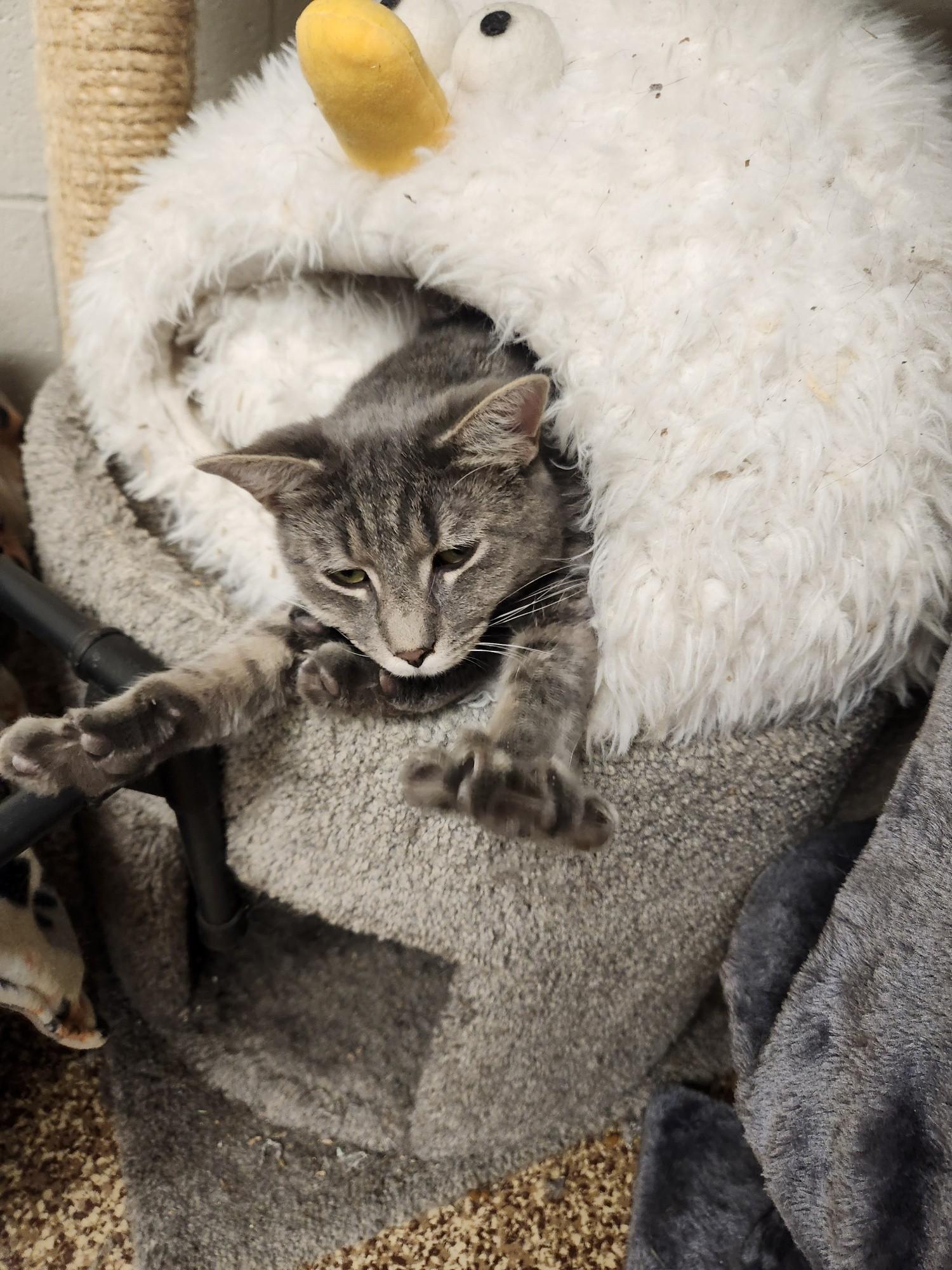 RJ, ADOPTABLE, Young Male Tiger.