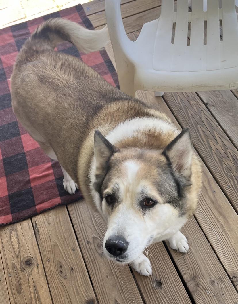 Baby Girl, a Adoptable mixed breed in Oceanside, CA image 1/2